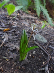 Scoliopus bigelovii