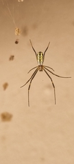 Trichonephila senegalensis