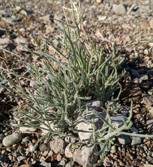 Johnstonella angustifolia
