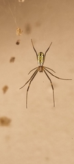 Trichonephila senegalensis
