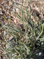 Johnstonella angustifolia