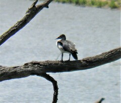 Sarkidiornis melanotos