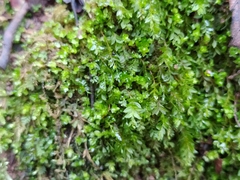 Mnium stellare