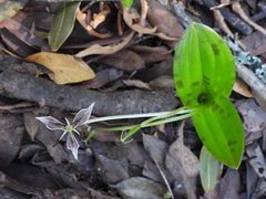 Scoliopus bigelovii