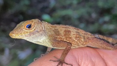 Anolis gundlachi
