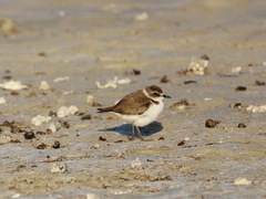 Charadrius alexandrinus