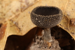 Helvella corium