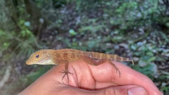 Anolis gundlachi