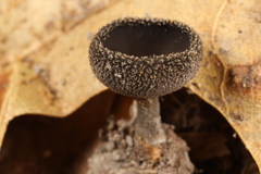Helvella corium
