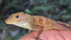 Anolis gundlachi
