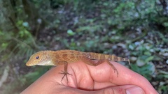 Anolis gundlachi