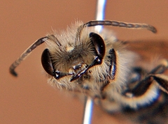 Andrena vicina