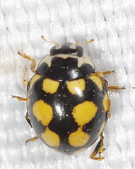 Coccinula quatuordecimpustulata