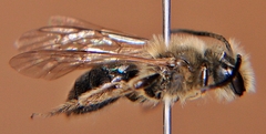 Andrena vicina