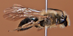 Andrena vicina