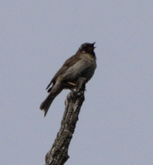 Prunella atrogularis