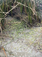 Lilaeopsis chinensis