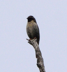 Prunella atrogularis