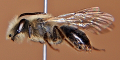 Andrena vicina