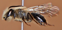 Andrena vicina
