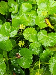 Hydrocotyle bonplandii