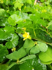 Hydrocotyle bonplandii