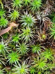 Polytrichum formosum