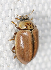 Aphidecta obliterata
