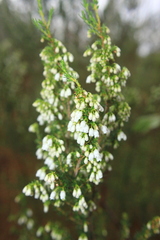 Erica lusitanica