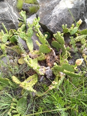 Opuntia cespitosa