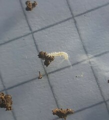 Symphyla