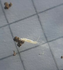 Symphyla