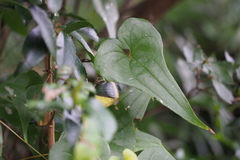 Dioscorea tenuipes