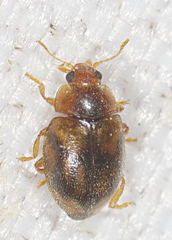 Rhyzobius chrysomeloides