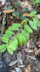 Bridelia tomentosa