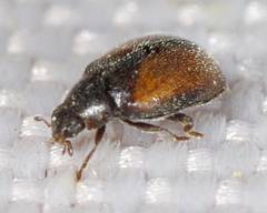 Scymnus suturalis