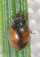 Scymnus suturalis