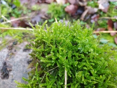 Bryophyta