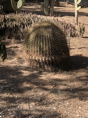 Ferocactus histrix