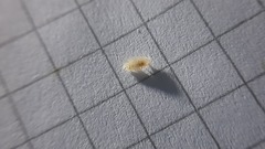 Platyarthrus hoffmannseggii