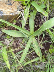 Ledebouria luteola
