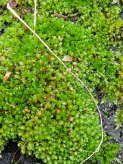 Ptychostomum capillare