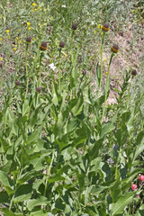 Rudbeckia occidentalis