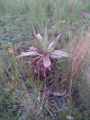 Aloe marlothii