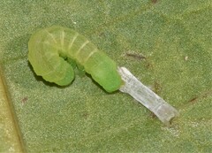 Mamestra brassicae