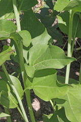 Rudbeckia occidentalis