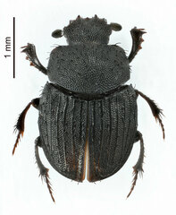 Odontoloma