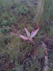 Aloe marlothii