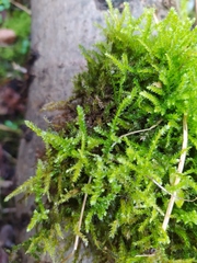 Bryophyta