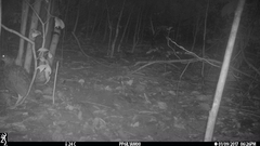 Himantornis haematopus